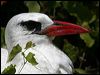 redtailed_tropicbird_39987