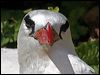 redtailed_tropicbird_39993