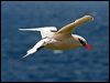 redtailed_tropicbird_40012