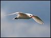 redtailed_tropicbird_40048