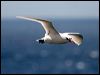 redtailed_tropicbird_40060