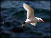 redtailed_tropicbird_40061