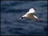redtailed_tropicbird_40077