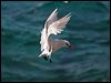 redtailed_tropicbird_40094
