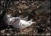 redtailed_tropicbird_45529