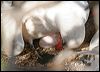 redtailed_tropicbird_45532