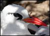 redtailed_tropicbird_45538