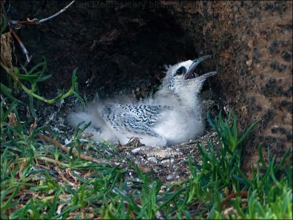 Red-tailed Tropicbird red_tail_tropicbird_140622.psd