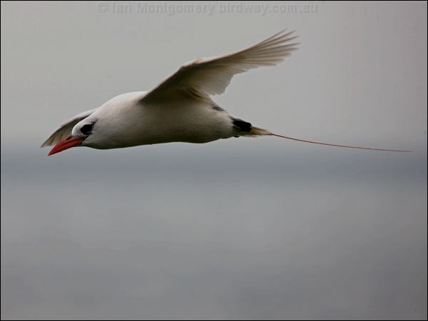 Red-tailed Tropicbird red_tail_tropicbird_140818.psd