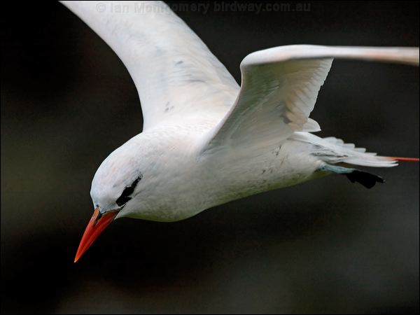 Red-tailed Tropicbird red_tail_tropicbird_140861.psd