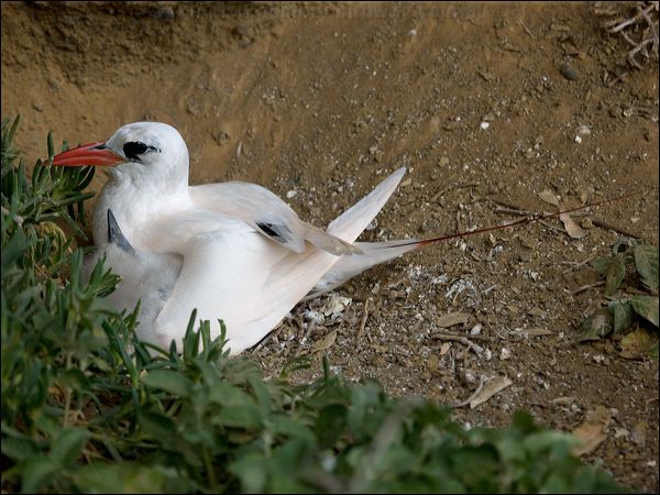 Red-tailed Tropicbird red_tail_tropicbird_141205.psd