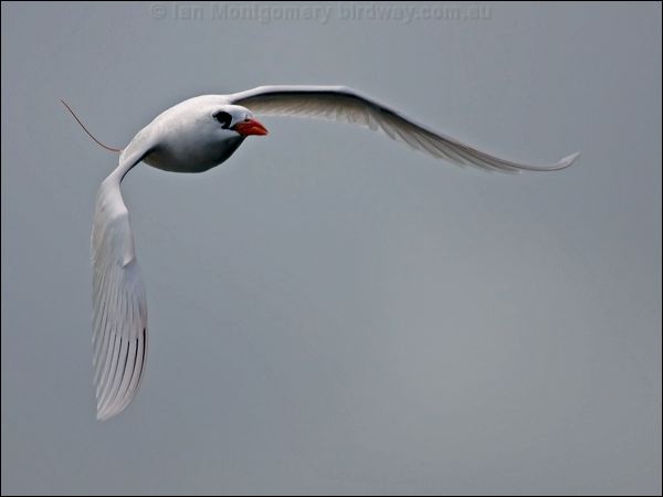 Red-tailed Tropicbird red_tail_tropicbird_141293.psd