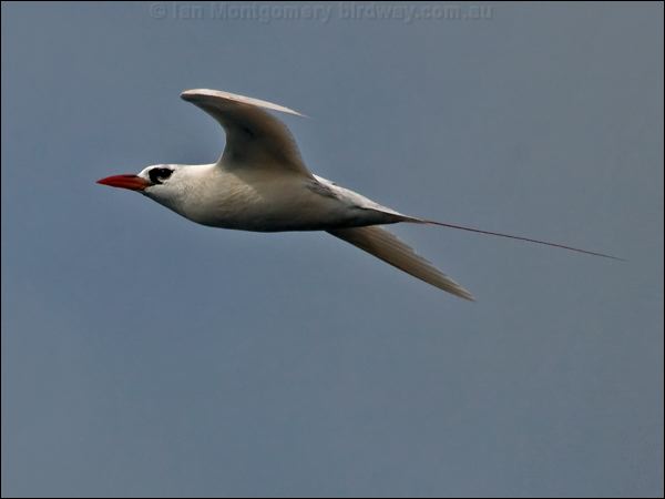 Red-tailed Tropicbird red_tailed_tropicbird_154225.psd