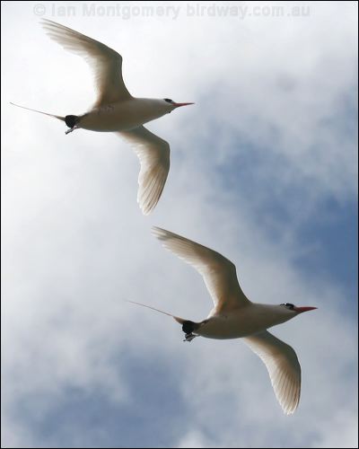 Red-tailed Tropicbird redtailed_tropicbird_39918.psd