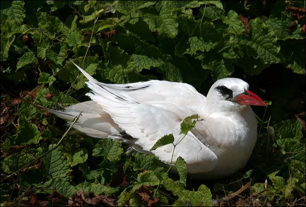 Red-tailed Tropicbird redtailed_tropicbird_39972.psd