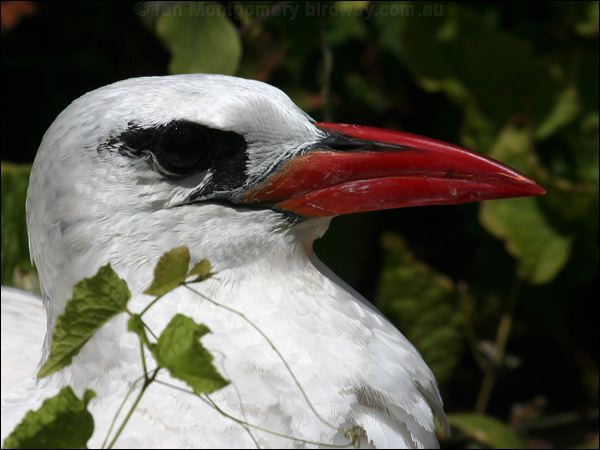 Red-tailed Tropicbird redtailed_tropicbird_39987.psd