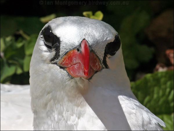 Red-tailed Tropicbird redtailed_tropicbird_39993.psd
