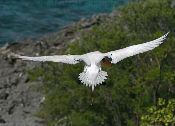 Red-tailed Tropicbird redtailed_tropicbird_40009.psd