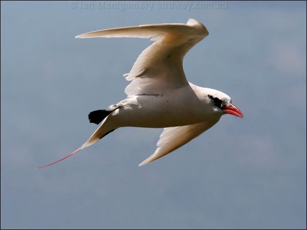 Red-tailed Tropicbird redtailed_tropicbird_40011.psd