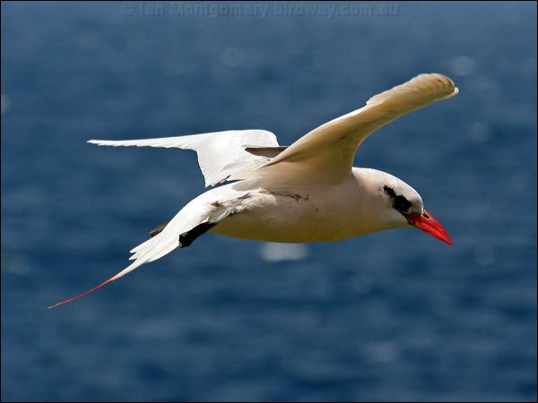 Red-tailed Tropicbird redtailed_tropicbird_40012.psd