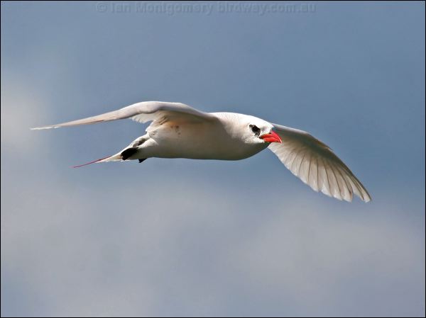 Red-tailed Tropicbird redtailed_tropicbird_40048.psd