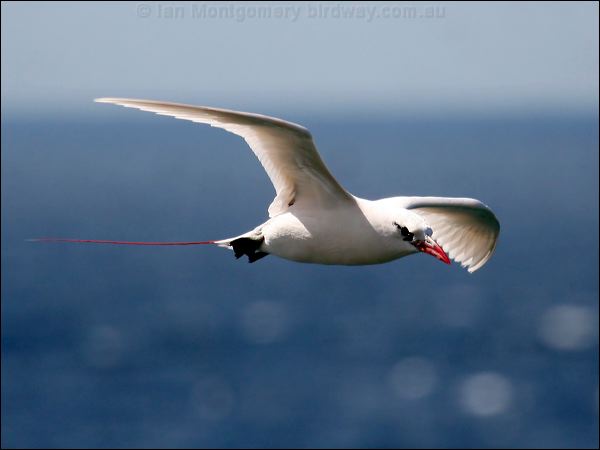 Red-tailed Tropicbird redtailed_tropicbird_40060.psd