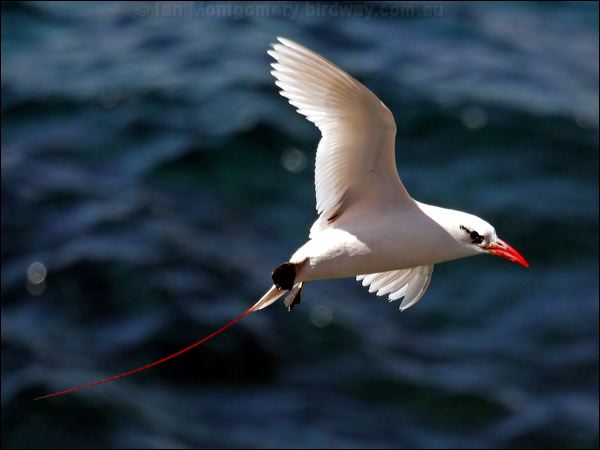 Red-tailed Tropicbird redtailed_tropicbird_40061.psd