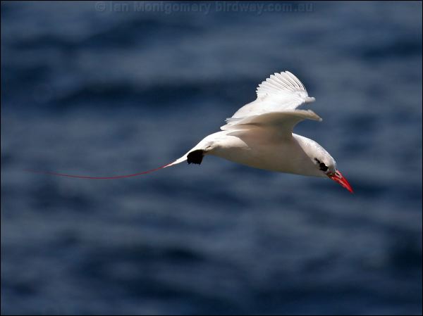 Red-tailed Tropicbird redtailed_tropicbird_40077.psd
