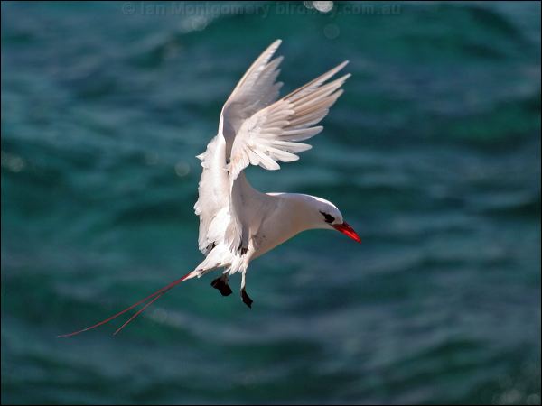 Red-tailed Tropicbird redtailed_tropicbird_40094.psd