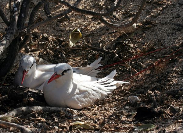 Red-tailed Tropicbird redtailed_tropicbird_45529.psd