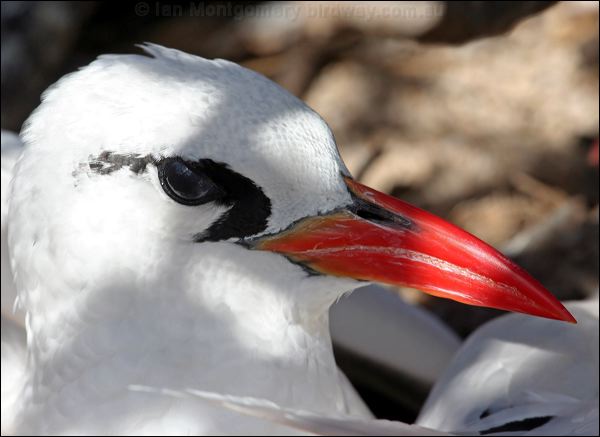 Red-tailed Tropicbird redtailed_tropicbird_45538.psd