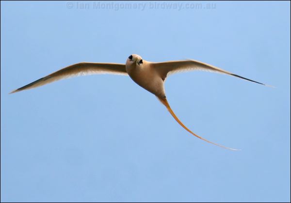 White-tailed Tropicbird whitetail_tropicbird_39139.psd