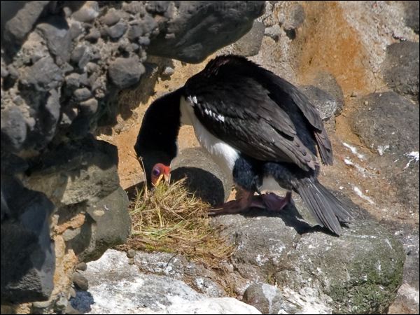 Auckland (Islands) Shag auckland_is_shag_124293.psd