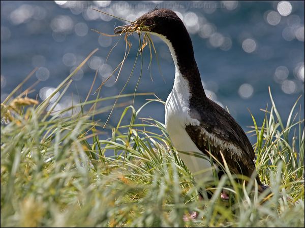Auckland (Islands) Shag auckland_is_shag_124340.psd