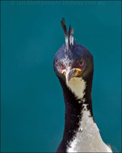 Auckland (Islands) Shag auckland_is_shag_124356.psd