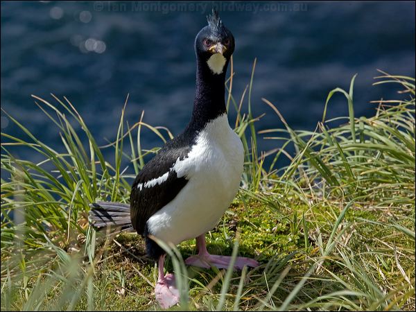 Auckland (Islands) Shag auckland_is_shag_124367.psd
