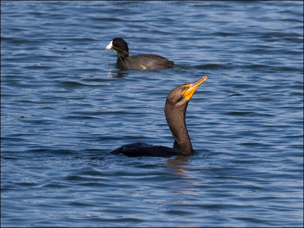 Double-crested Cormorant double_cr_cormorant_69615.psd
