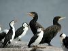 great_cormorant_03815