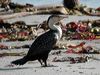 great_cormorant_04453