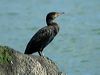 great_cormorant_05509