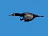 great_cormorant_144917