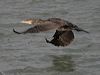 great_cormorant_163330