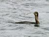 great_cormorant_19402