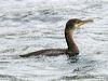 great_cormorant_19404