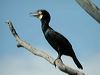 great_cormorant_20080
