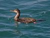 great_cormorant_201785