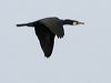 great_cormorant_51516