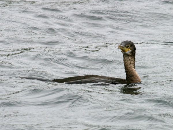 Great Cormorant great_cormorant_19402.jpg