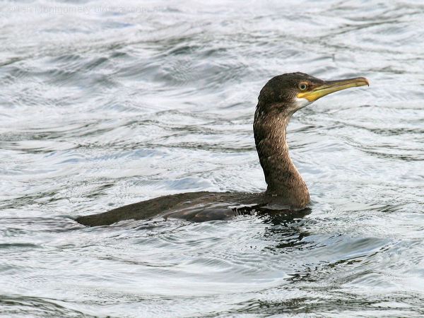 Great Cormorant great_cormorant_19404.jpg