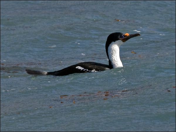 Macquarie (Imperial) Shag imperial_shag_126439.psd